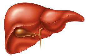 image picture new technique reduces bleeding on liver surgery